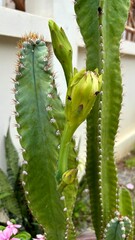 Close up mini size of blooming pink cactus flower. © IndyWingman