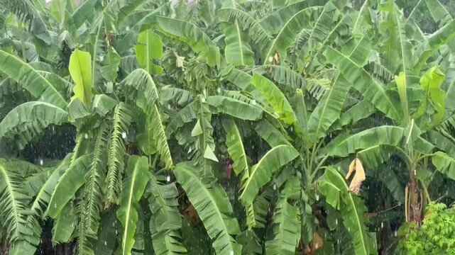 Storm and raining around the banana trees in raining season , video.