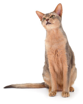Abyssinian cat sitting isolated on white background looking up.