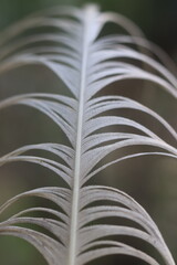 A detailed macro photograph of a single white feather with intricate barbs. The soft lighting highlights the delicate texture and structure of the feather, creating a sense of lightness and fragility © Mateusz