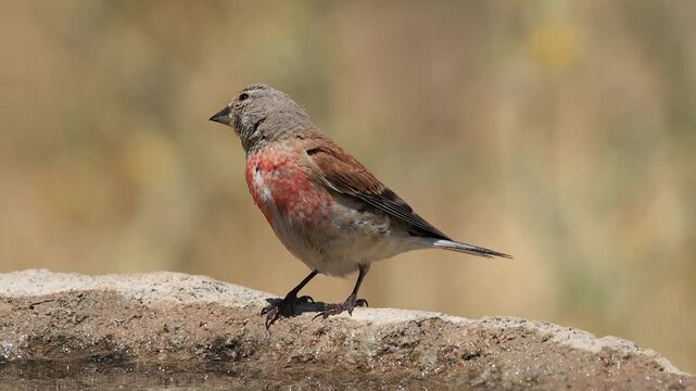 common linnet bird drinking water at the water's edge