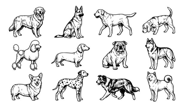Set of hand drawn various dog breeds isolated on white background in vintage sketch style