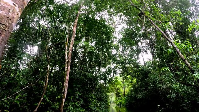 Tropical Rainforest Riverbank in Ecuador with Dense Green Vegetation, Brown Water, Boat Travel Perspective and Remote Amazon Wilderness Scene