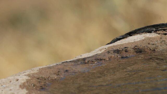 common linnet bird drinking water at the water's edge