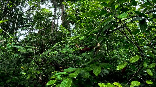 Amazon Rainforest Riverbank in Ecuador with Fallen Branches, Brown Water, Dense Jungle Vegetation and Remote Tropical Wetland Landscape
