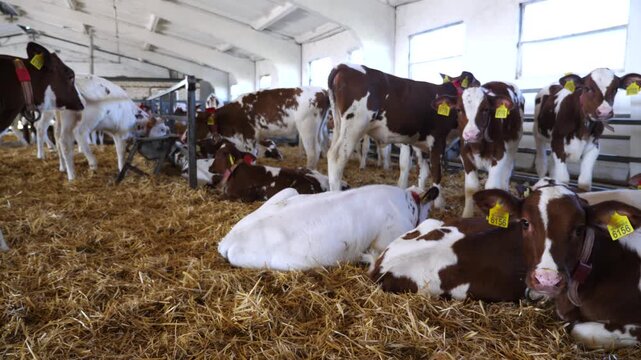 Herd of cute little cows standing and lying in paddock at modern dairy farm. Beautiful small calves resting on straw at milk factory. Concept of agriculture industry and livestock husbandry. Slow mo
