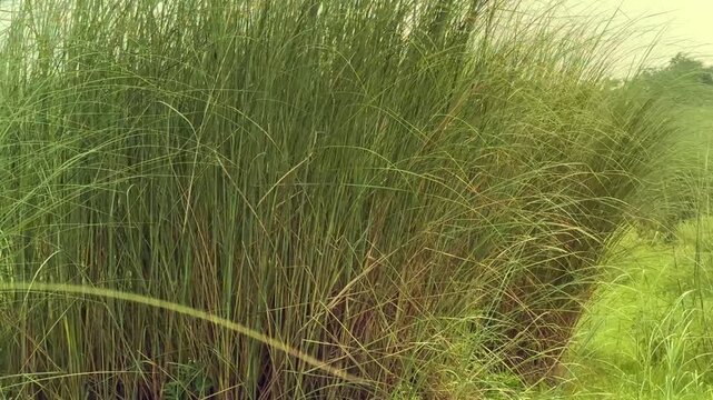 long grass after crop field in land of india.