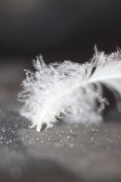 A delicate white feather rests on a textured surface, with fine details of its structure highlighted by soft lighting