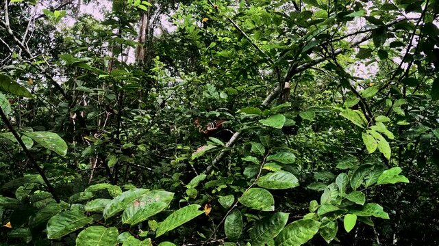 Boat Bow on Narrow Brown River Through Ecuador Amazon Rainforest, Dense Green Jungle, Calm Water and Remote Tropical Waterway Travel Scene