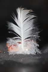 A single white feather stands upright on a dark surface, its delicate strands fanned out and slightly frayed at the edges. © Mateusz