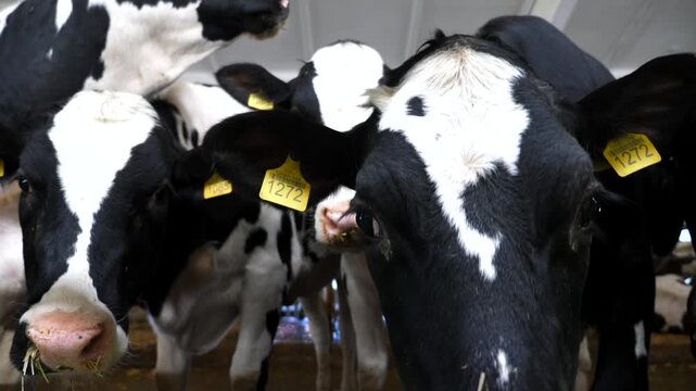 Portrait of curious cows in stall at modern dairy farm. Mammal animals looks into camera at milk factory. Cute kines waiting for a fodder at cowshed. Concept of agribusiness in livestock husbandry