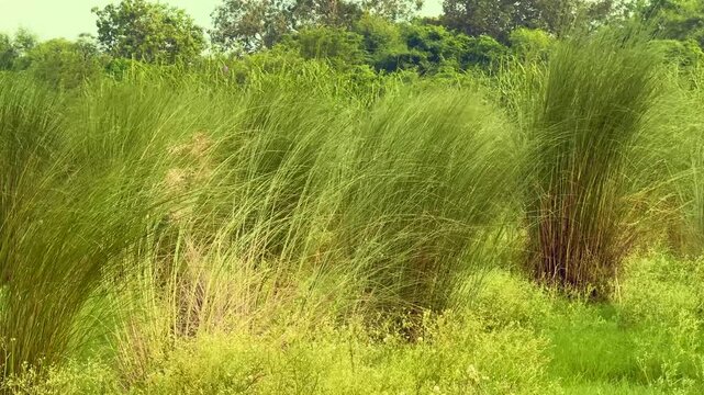long grass after crop field in land of india.
