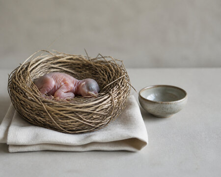 Newborn bird in woven grass nest with linen cloth and ceramic bowl, new life care concept