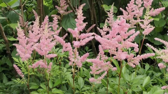 Astilbe simplicifolia 'Willie Buchan' a summer flowering dwarf plant with a pink summertime flower commonly known as false goat's beard or false spirea, gardening stock video footage clip