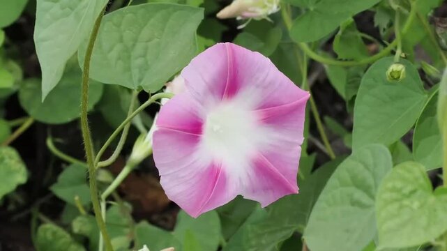 Ipomoea 'Tutu' a summer flowering climber plant with a pink summertime flower commonly known as Morning Glory, gardening stock video footage clip