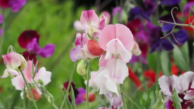 Lathyrus x hammettii 'Painted Porcelain' a summer flowering plant with an pink and cream  summertime flower commonly known as sweet pea, gardening stock video footage clip