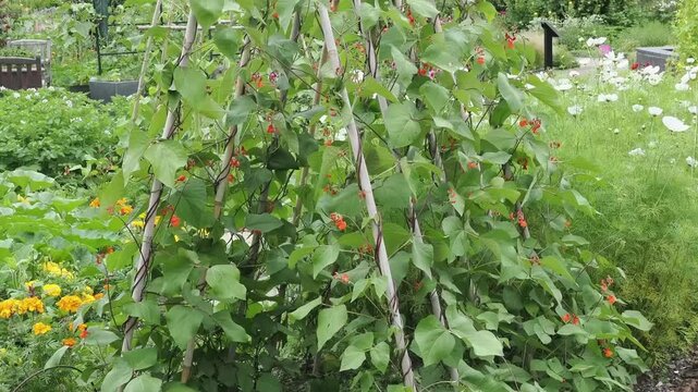 Bamboo cane frame growing Rhondda Black climbing runner beans in a garden for a vegetable harvest, allotment gardening stock video footage clip