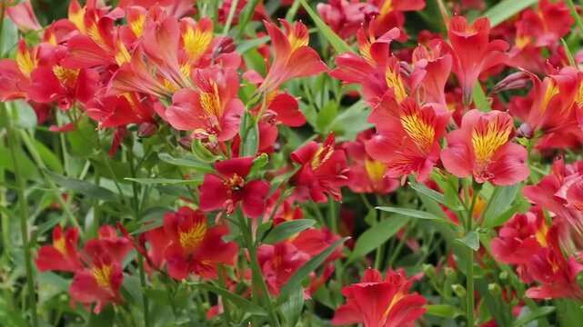 Alstroemeria 'Red Beauty' a summer flowering plant with a red and yellow summertime flower commonly known as Peruvian Lily, gardening stock video footage clip