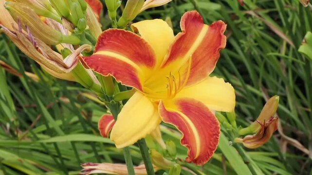 Hemerocallis 'Frans Hals' a spring summer flowering plant with a red and yellow springtime flower commonly known as daylily, gardening stock video footage clip