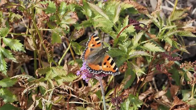 Small tortoiseshell butterfly (Aglais urticae) feeding on flowers for a nature and wildlife  documentary, butterflies stock video footage clip