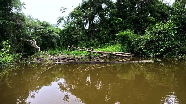 Flooded Amazon Rainforest in Ecuador with Tree Reflections, Dense Green Vegetation, Still Water and Remote Tropical Wetland Nature Scene