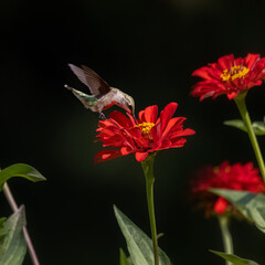Naklejka premium hummingbird feeding on red flower
