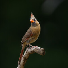Naklejka premium female cardinal on sunflower