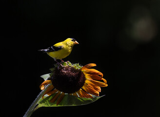 Naklejka premium goldfinch on sunflower