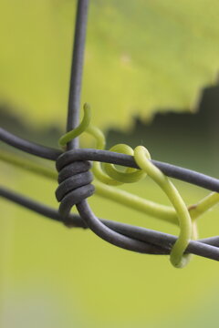 A close-up, macro shot of a vibrant green vine tendril gently wrapping around a weathered wire fence. The soft focus background of lush greenery suggests a natural outdoor setting.