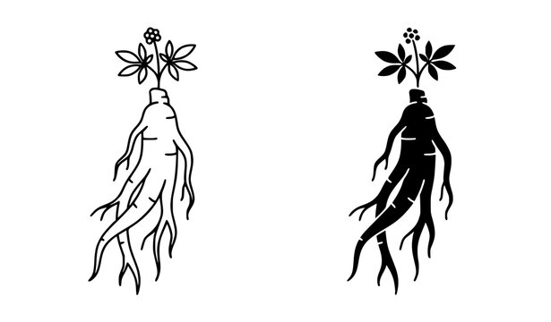 Ginseng root botanical vector illustration in black outline and silhouette style