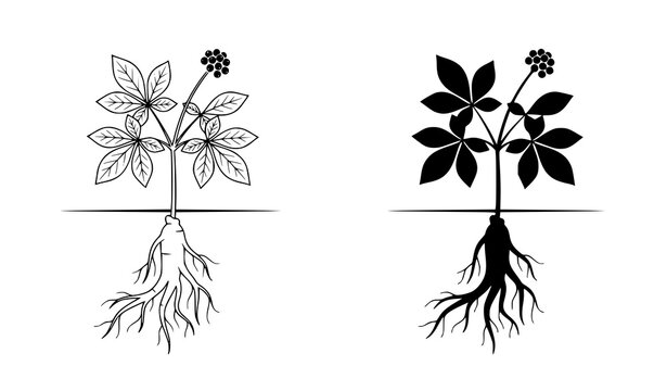 Ginseng plant and root botanical vector illustration outline silhouette icon