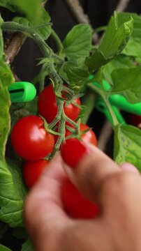 Hand picking a cherry tomato from the vine in the vegetable garden.