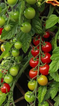 Cherry tomato on the vine in the vegetable garden.