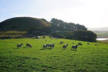Obraz premium Moeraki, New Zealand: Sheep grazing in the field 