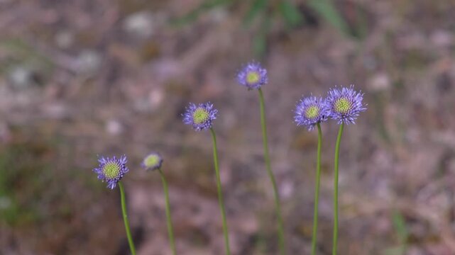 Beautiful Globularia wild blue pincushion flowers blooming in spring forest. Close-up macro of violet globe daisy flower heads on a blurred natural bokeh background for botanical background design.
