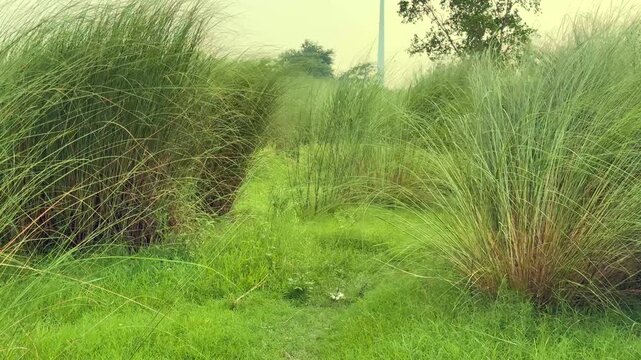 long grass after crop field in land of india.