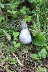 A detailed close-up shot of a snail slowly crawling through vibrant green grass and clover. The snail's shell is visible, and its antennae are extended as it navigates its environment © Mateusz