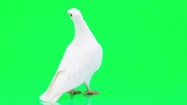 White Dove Isolated on Bright Green Background, Peaceful Pigeon Bird for Chroma Key