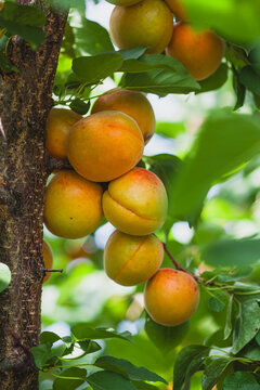 Fresh ripe apricots growing on a summer fruit tree