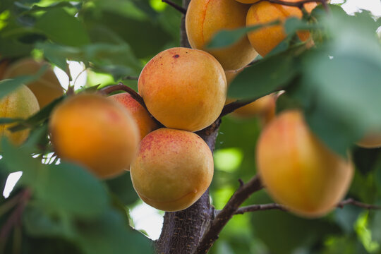 Fresh ripe apricots growing on a summer fruit tree