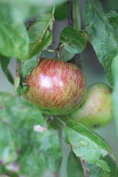 Close-up of a ripe red and green apple hanging from a tree branch amidst green leaves. The apple is plump and appears ready for harvest
