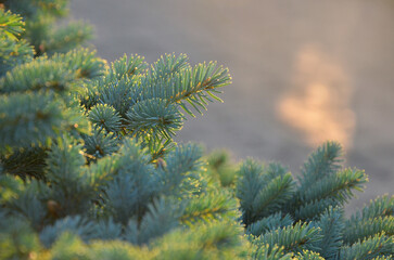 Delicate blue-green needles of  Picea pungens 'Glauca' known as blue spruce tree bathed in warm sunlight. Growing evergreen christmas tree concept. Free copy space. © Mariana
