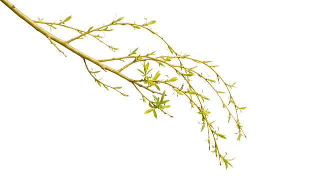 Slender weeping willow branch with young green leaf sprouts isolated on black background