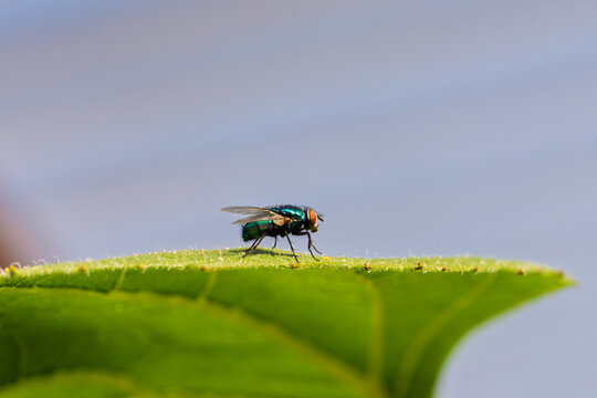 a fly resting on a leaf in a calm outdoor setting during daytime with a natural green and blue color palette and a macro close-up view of the scene, nature photography and wild.