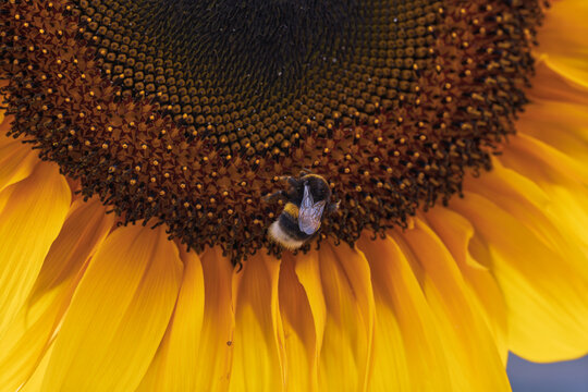 cheerful sunflower with bee in natural outdoor setting close-up top-down perspective yellow petals beeswax