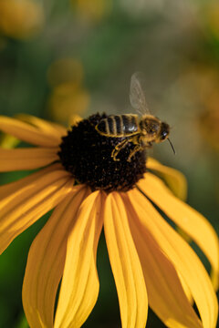 Bee collecting pollen, in outdoor garden, with flower, leaves, from a close-up perspective, with yellow, black accents, and natural and serene mood, with nearby objects.
