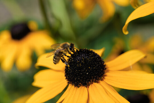 Bee collecting pollen, in outdoor garden, with flower, leaves, from a close-up perspective, with yellow, black accents, and natural and serene mood, with nearby objects.