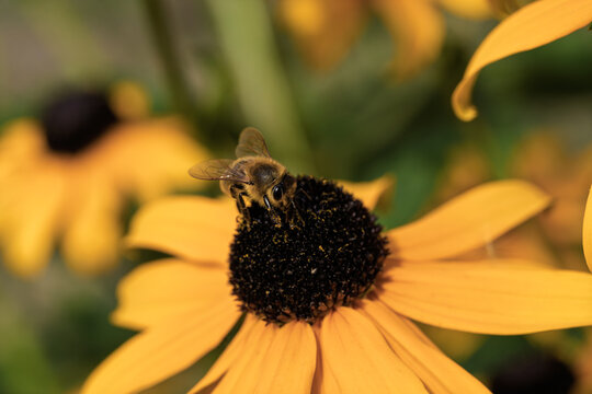 Bee collecting pollen, in outdoor garden, with flower, leaves, from a close-up perspective, with yellow, black accents, and natural and serene mood, with nearby objects.