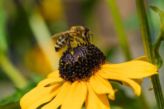 a bee collecting pollen from a flower in a serene natural setting close-up with vibrant yellow and black colors and clean background for editorial and educational use.