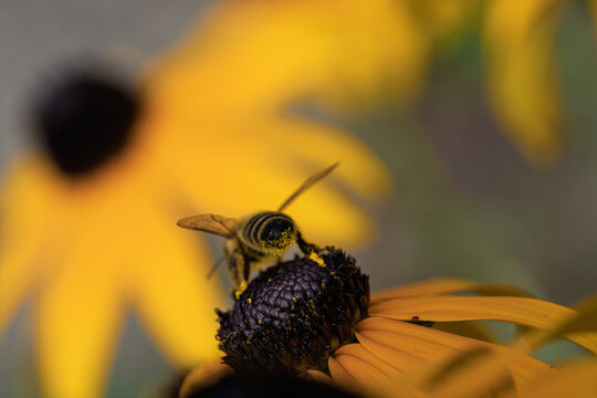 Bee collecting pollen, in outdoor garden, with flower, leaves, from a close-up perspective, with yellow, black accents, and natural and serene mood, with nearby objects.